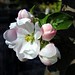 Lisa Battle Photo 36