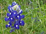 Teresa Hickman Photo 23