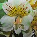 Susan Rau Photo 13