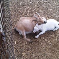 Linda Waggoner Photo 20