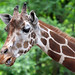 Dennis Dow Photo 18