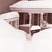 Randolph Snow Photo 8