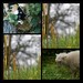 Alice Lamb Photo 7
