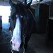 Julie Davie Photo 13