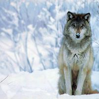 David Crain Photo 30