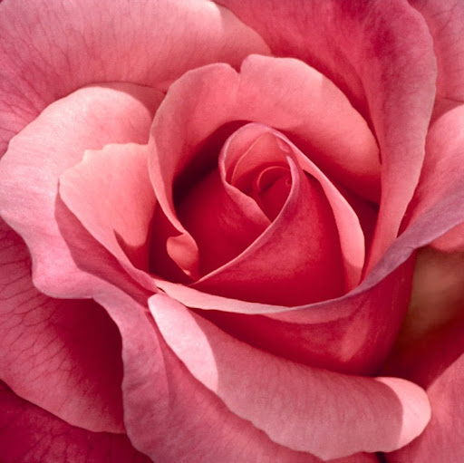 Rosa Williams Photo 26