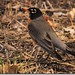 Robin Chatfield Photo 12