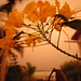 Peggy Scott Photo 31