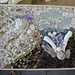 Judy Huddleston Photo 20
