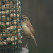 Carol Wren Photo 16