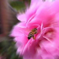 Deb Shepherd Photo 29