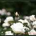 Rose Lucero Photo 23