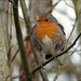 Robin Blake Photo 1