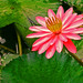 Lilly Rosa Photo 18