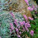 Heather Rock Photo 19