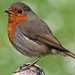 Robin Fuller Photo 15