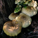 Ashley Forest Photo 15