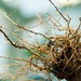 Victoria Root Photo 28