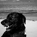 Steven Collie Photo 14