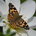 Cynthia Wing Photo 9