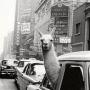 Barbara Goldman Photo 27