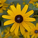 Susan Cogswell Photo 15