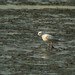 Ross Holland Photo 14