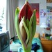 Amarylis Smith Photo 3