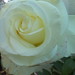 Susan Shultz Photo 19