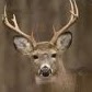 Ray Buck Photo 15