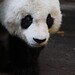 Zhen Gao Photo 13