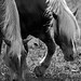 Susan Roe Photo 38