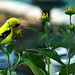 Susan Finch Photo 45