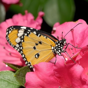 Susan Shah Photo 15