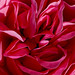 Rose Werner Photo 12