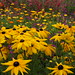 Susan Jewell Photo 17