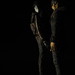 Tommy Wood Photo 10