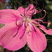 Kathleen Flowers Photo 22