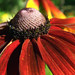 Nancy Flowers Photo 9