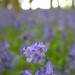 Misty Herald Photo 6