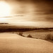 Cynthia Horner Photo 13