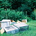 Carol Hatcher Photo 26