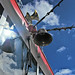 Dixie Bell Photo 24