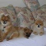 Cheryl Maples Photo 19