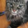 Cindy Coffman Photo 24