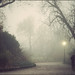 Misty Bordeaux Photo 12