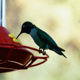 Kent Andersen Photo 23
