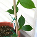 Carolina Bean Photo 6