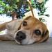Elizabeth Beagle Photo 15