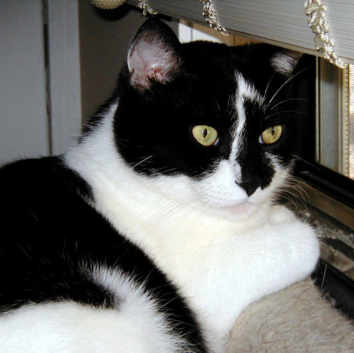 Susan Cummings Photo 43